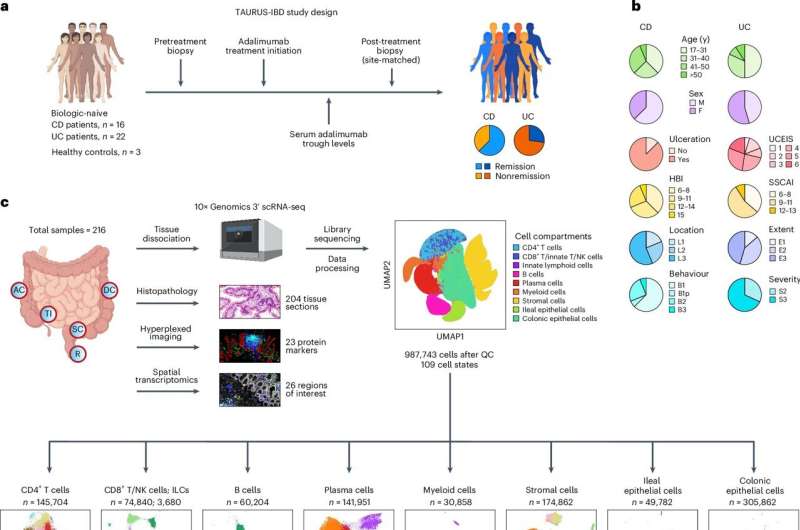 Cellular roadmap reveals new paths to treating inflammatory bowel disease