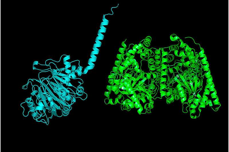 Gut microbe enzyme with surprising metabolic capabilities offers new therapeutic possibilities