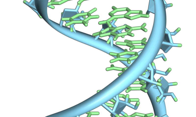 Little-studied RNA might be key to regulating genetic disorders like epilepsy and autism