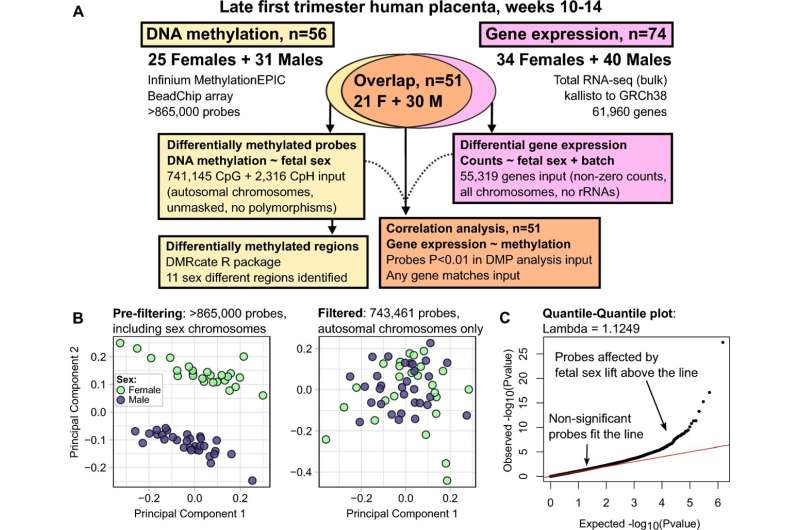 Gene expression in early pregnancy could contribute to sex-based health differences