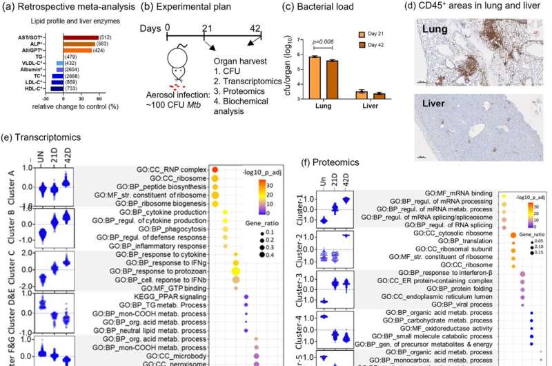 Study finds tuberculosis changes liver metabolism and could promote diabetes