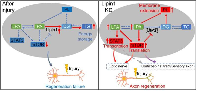 HKUST's novel gene discovery paves the way for treating central nervous system injuries