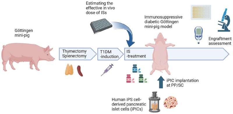 Modeling diabetes in minipigs for more accurate testing of potential cell therapies