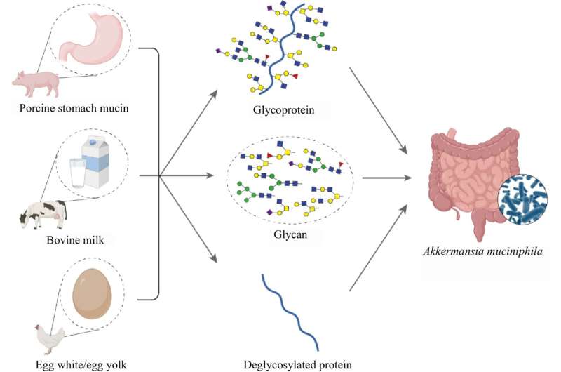 Investigating the role of mucin O-glycans and food-derived glycoproteins in the growth of gut bacteria