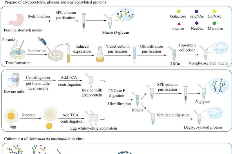 The role of mucin O-Glycans and food-derived glycoproteins in the growth of gut bacteria