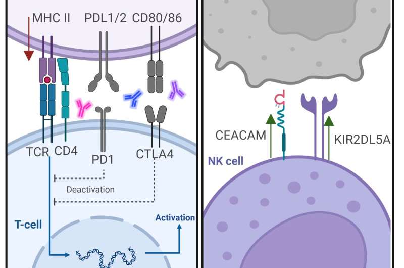 Immune exhaustion in myalgic encephalomyelitis/chronic fatigue syndrome and long COVID