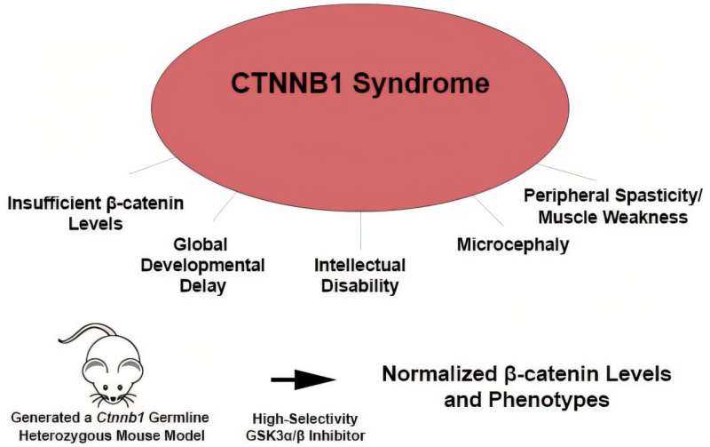 Researchers identify possible treatment for rare disorder CTNNB1 syndrome