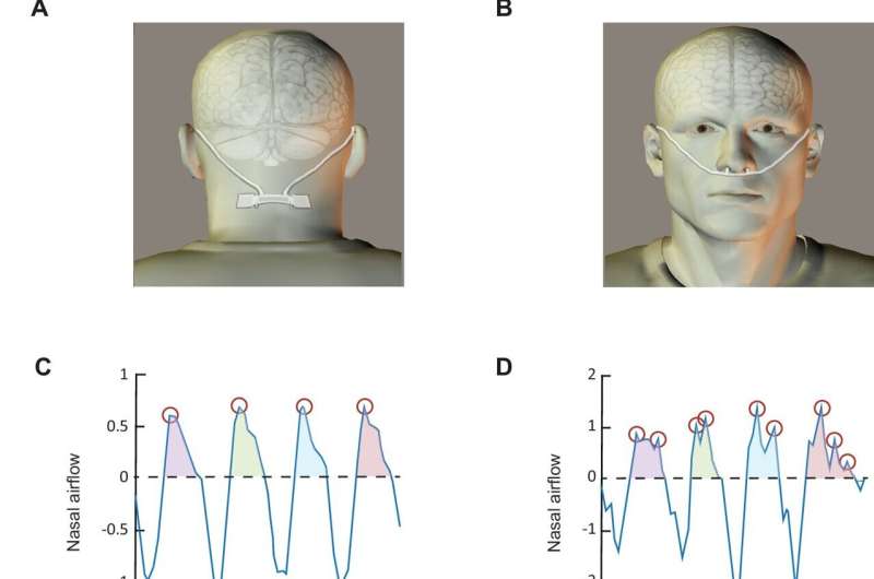 People with no sense of smell found to have abnormal breathing patterns