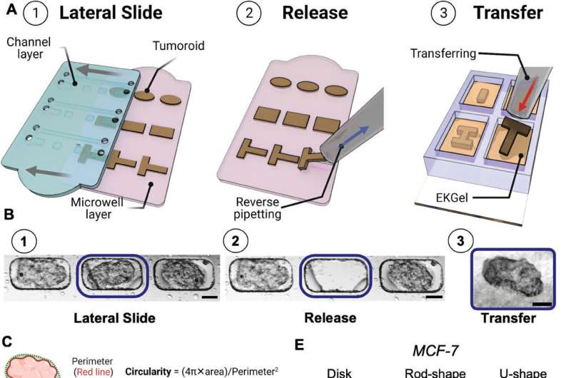 New microfluidic device shows tumor shape predicts cancer aggressiveness