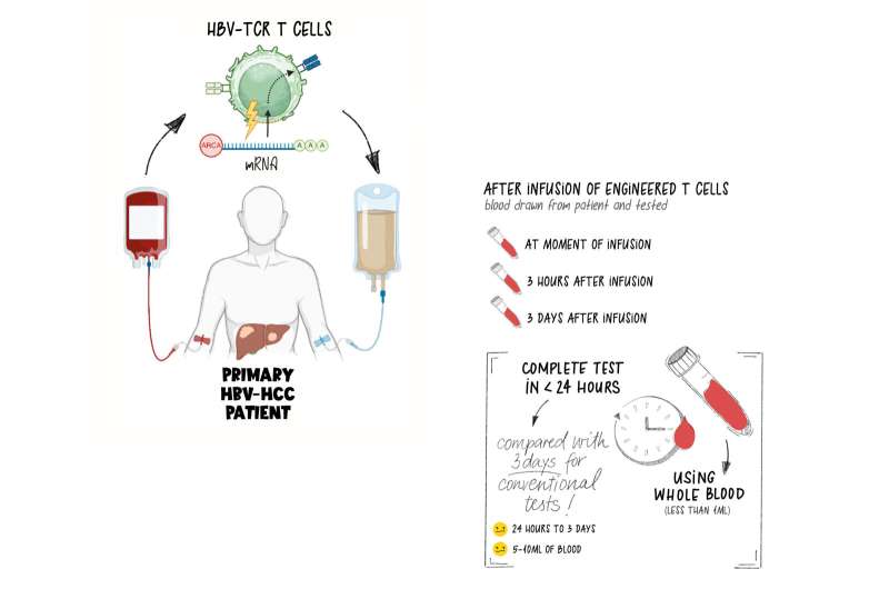 Scientists develop novel plug-and-play test to evaluate T cell immunotherapy effectiveness