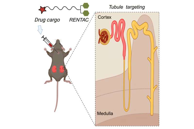 A promising kidney-targeting drug delivery system enriches synthetic RNA molecules and small molecules