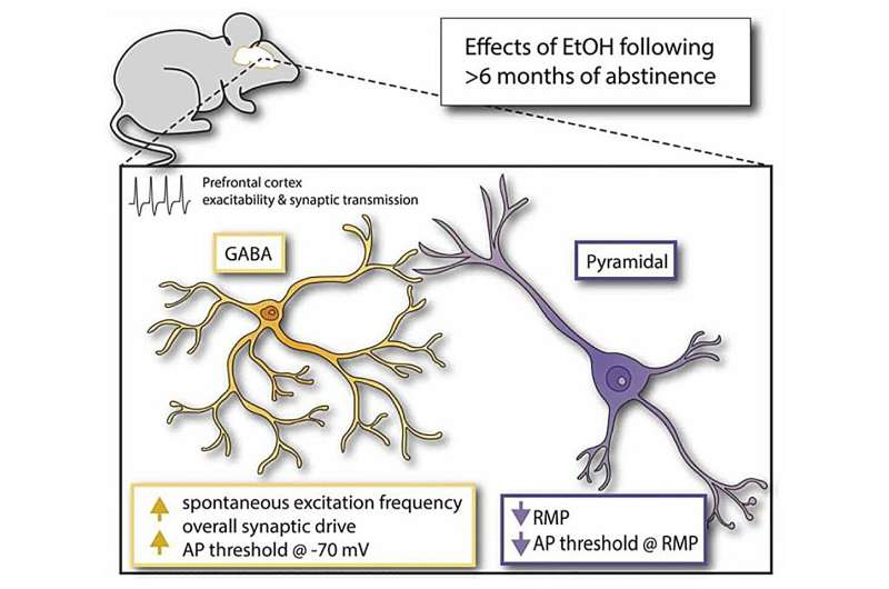 Early adult binge drinking has lasting impact on aging brain in mice