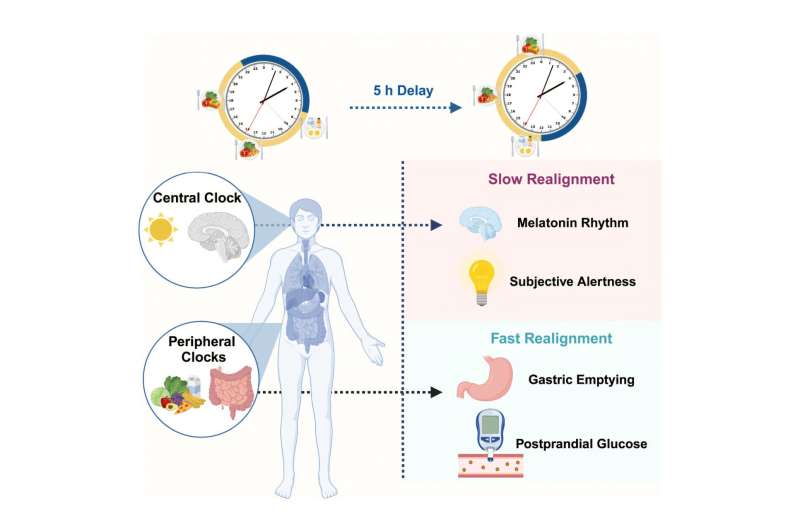 Controlled experiment investigates how jet lag can disrupt metabolism