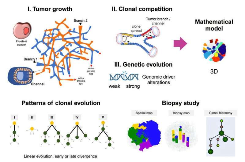 Mathematical modeling leads to a better understanding of prostate cancer