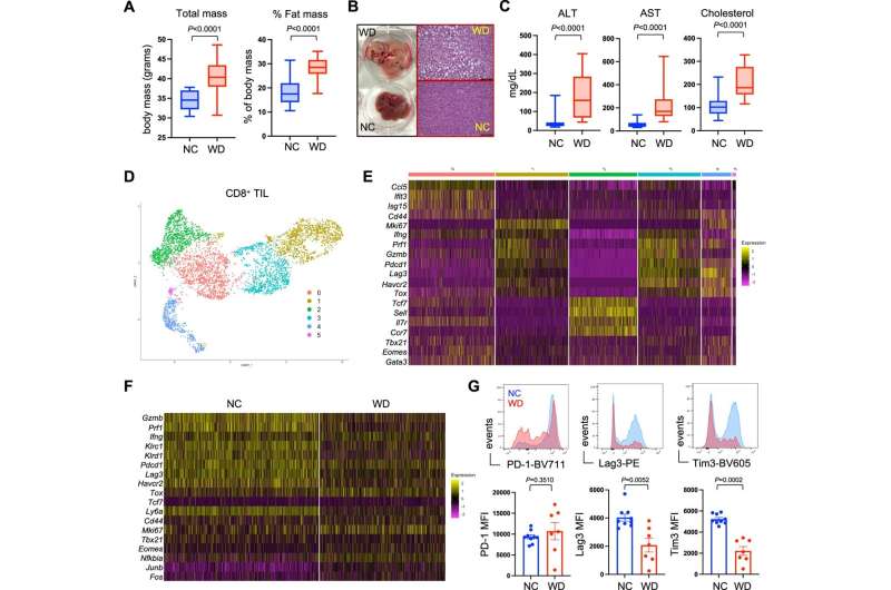 T-cell dysfunction increases cancer risk in obese populations, researchers say