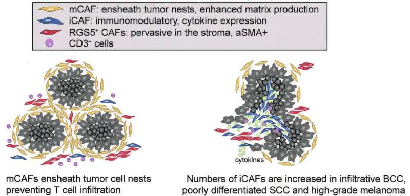 Subtypes of fibroblasts associated with skin cancer could lead to novel immunotherapies