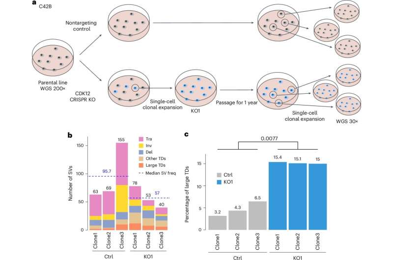 How colliding genetic processes drive aggressive cancers