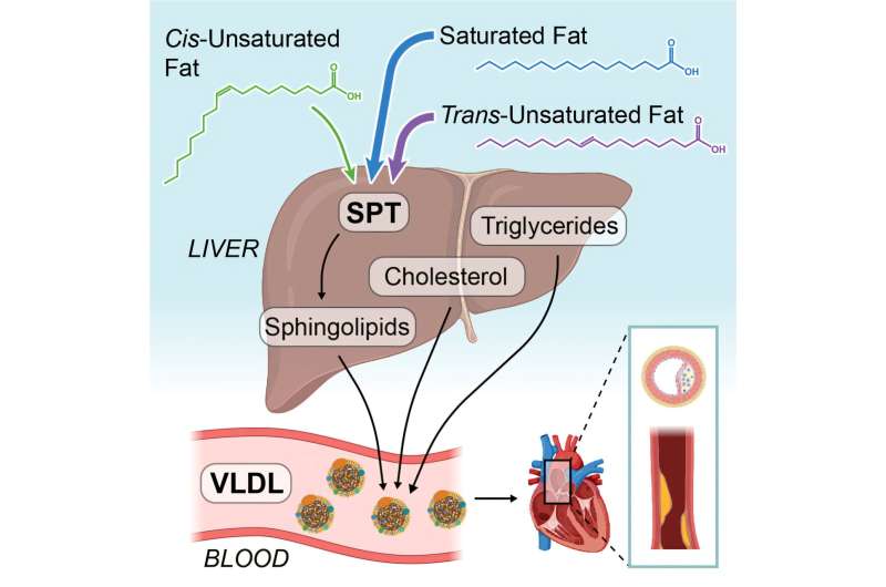 Cholesterol may not be the only lipid involved in trans fat-driven cardiovascular disease