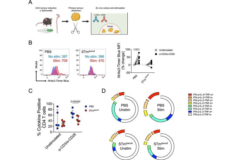 Salmonella research unlocks the potential of bacteria to treat bowel cancer