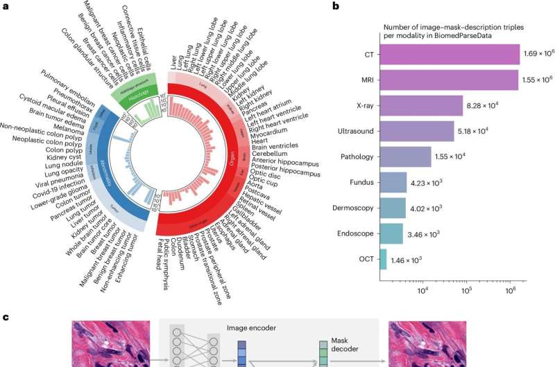 Q&A: A new medical AI model can help spot systemic disease by looking at a range of image types