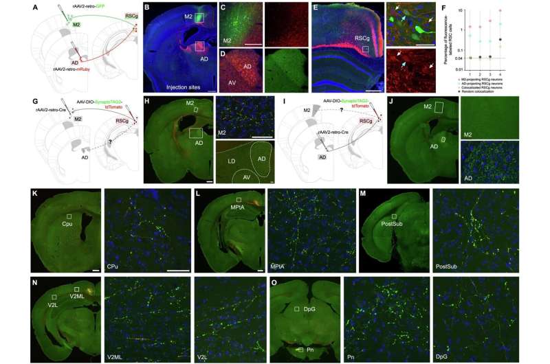 Neural circuits reveal new insights into how we navigate space and store memories