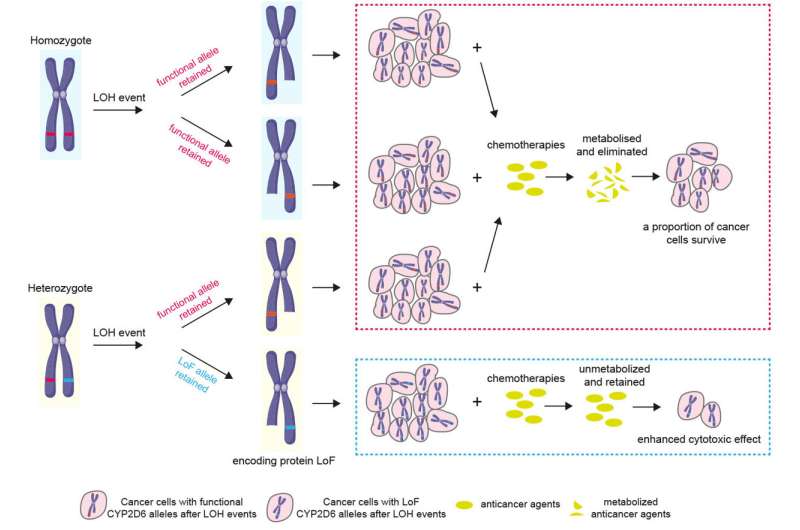 Genetic variation enhances cancer drug sensitivity in specific patient groups, study shows