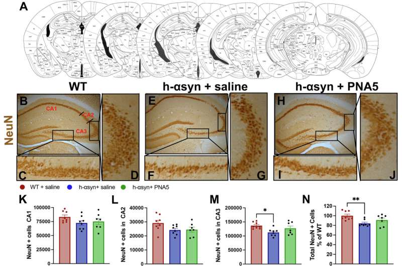 PNA5 protein shows potential for treating Parkinson's-related cognitive decline and dementia