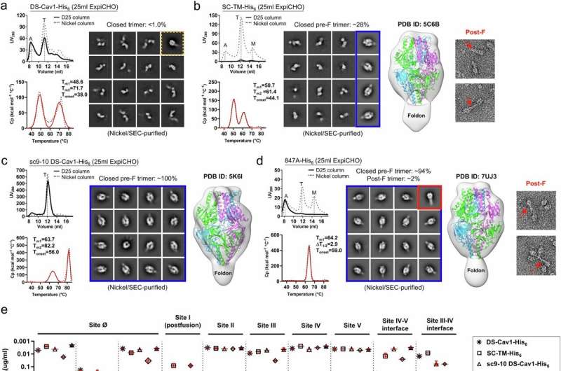 Scientists analyze virus protein structure to advance RSV vaccines