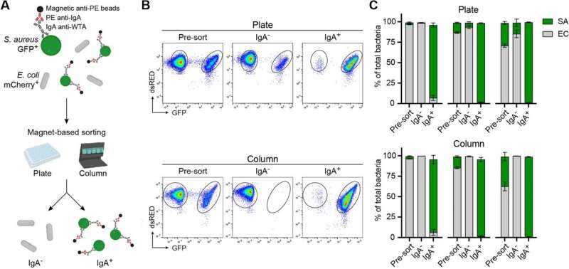 Scientists develop new method to isolate 'IgA-coated' gut bacteria that are associated with a variety of diseases