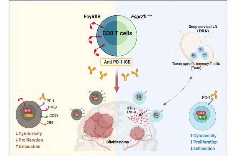 New possibilities for treating intractable brain tumors unveiled