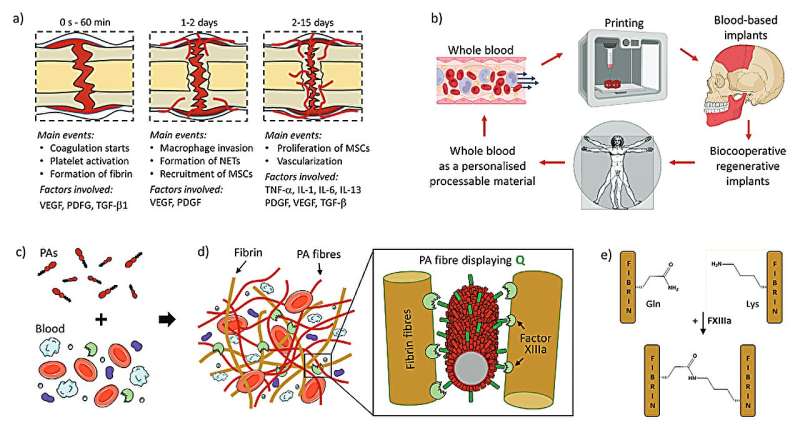 Personalized bone and tissue regeneration gel shows effectiveness in rats