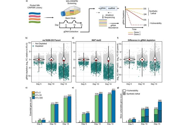 Genetic platform identifies 'Achilles heel' of drug-resistant Mycobacterium tuberculosis