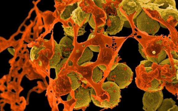 EU health agency urges stepped-up antibiotic resistance fight