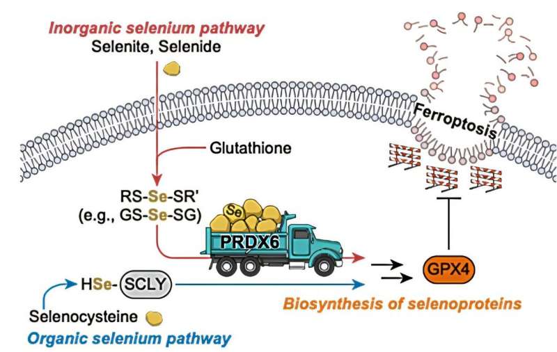 Novel selenium carrier protein regulates ferroptosis in tumors and the brain