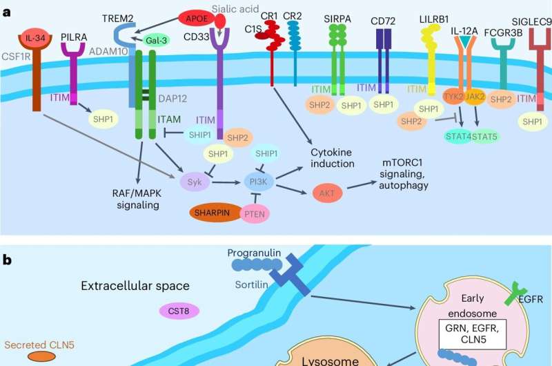 New drug targets for Alzheimer's identified from cerebrospinal fluid