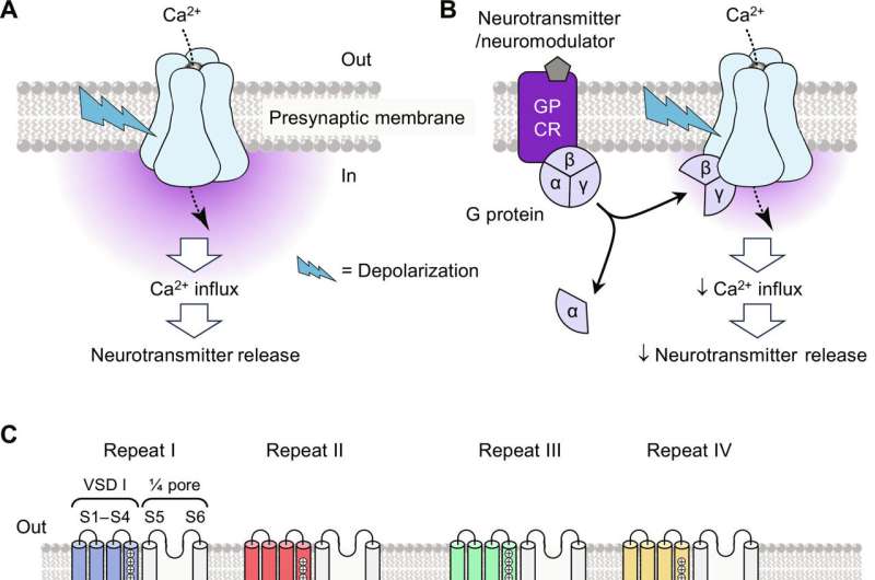 A new discovery about pain signaling may contribute to better treatment of chronic pain