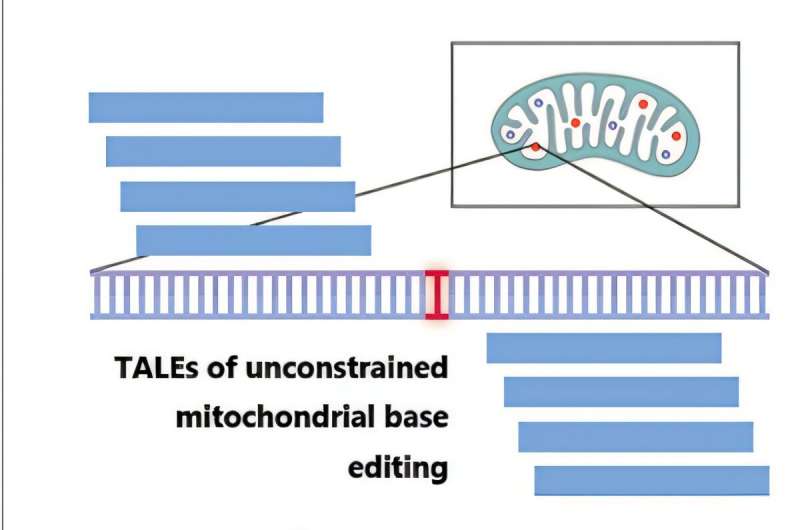 A new strategy to enhance gene therapy for sickle cell disease