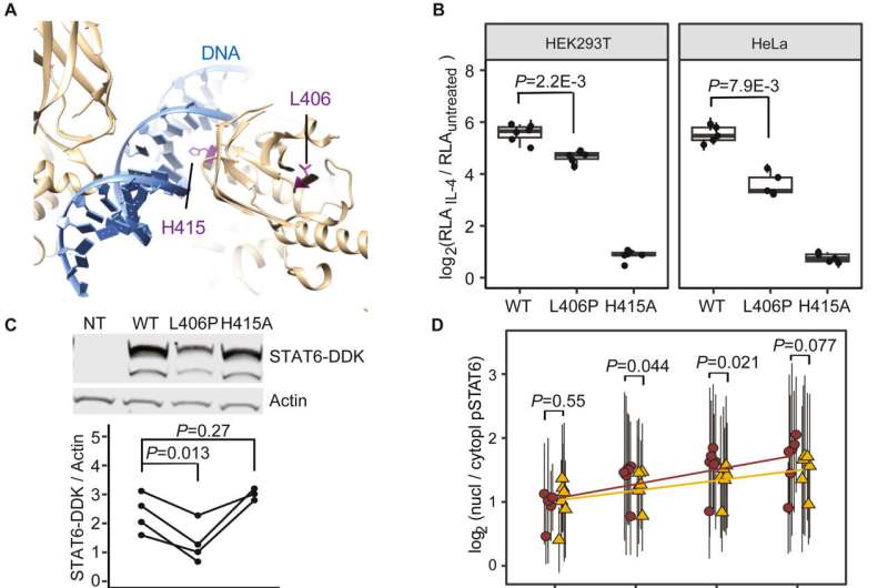 Scientists discover a rare missense variant in STAT6 that protects against asthma