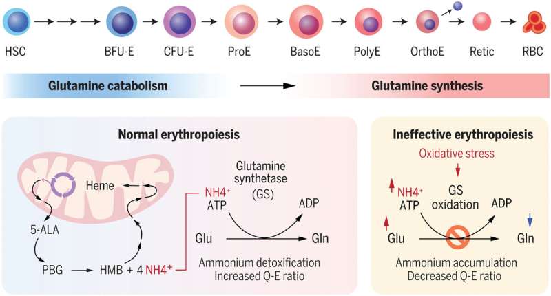 Glutamine metabolic switch is key to red blood cell development and disease, researchers reveal