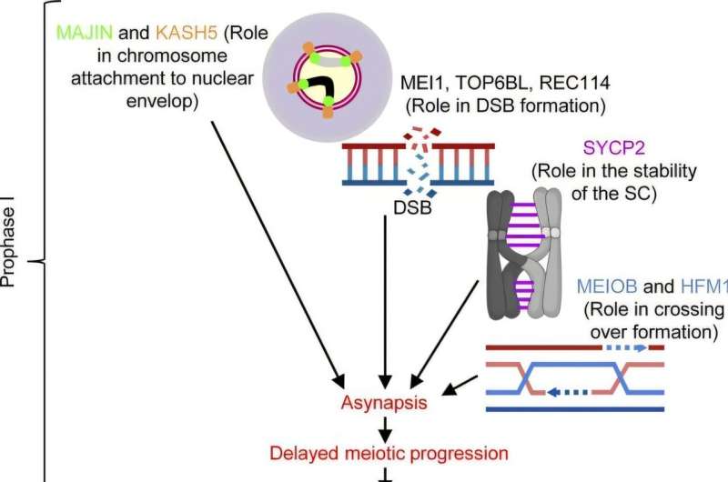 Discovery of new genes for molar pregnancies sheds light on their increased incidence in women aged 35 and over