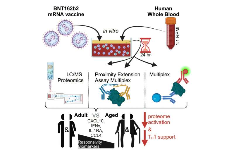 In vitro model enables study of age-specific responses to COVID mRNA vaccines