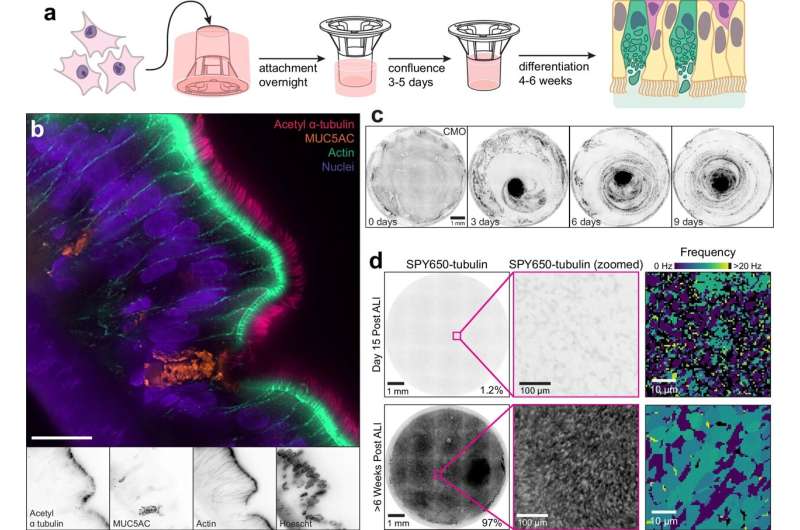 COVID-19 hitches a ride on mucus to spread deep into lungs, live imaging shows