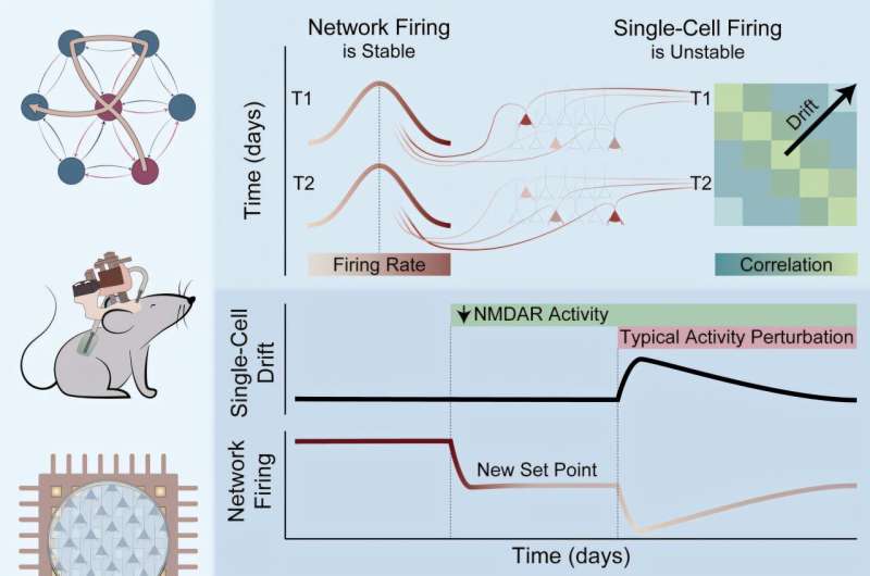 How does the brain keep calm? Insight into brain stability and the key role of NMDA receptors