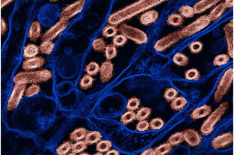 New roles in infectious process for molecule that inhibits flu