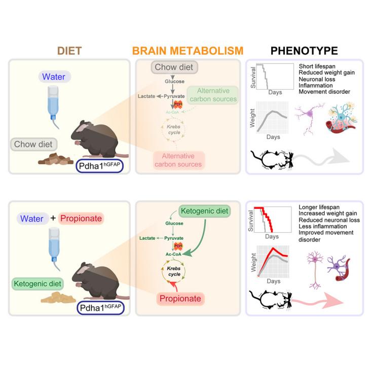 Propionate is a key anaplerotic substrate in pyruvate dehydrogenase-deficient brain 