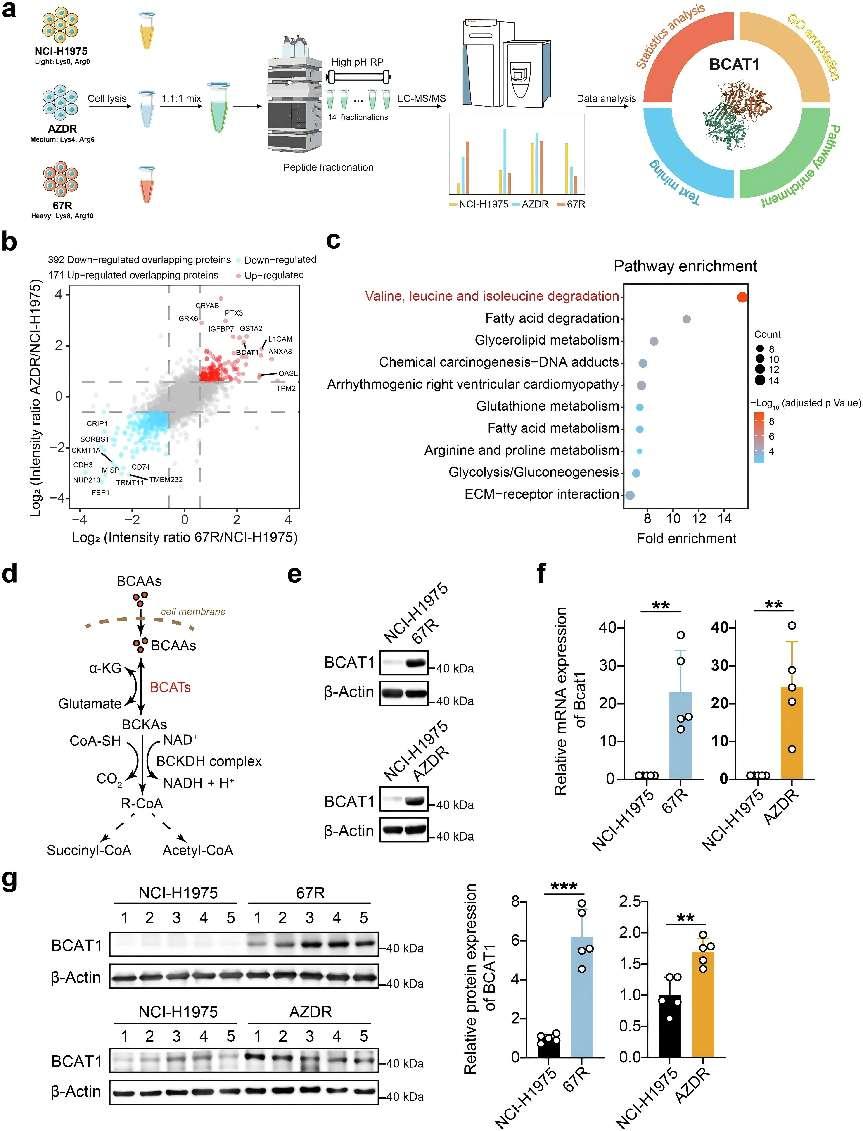 α-KG-dependent glycolysis activation by BCAT1 contributes to EGFR-TKI resistance in NSCLC 