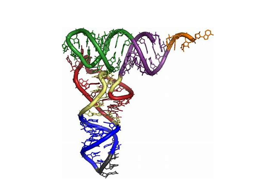 RhoFold+: A Breakthrough in RNA 3D Structure Prediction