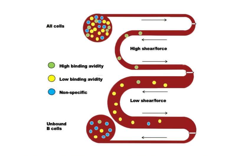 Developing a chip to measure immunity