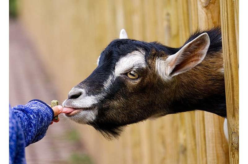 Infants exposed to animals on farms are less likely to develop allergies, study finds