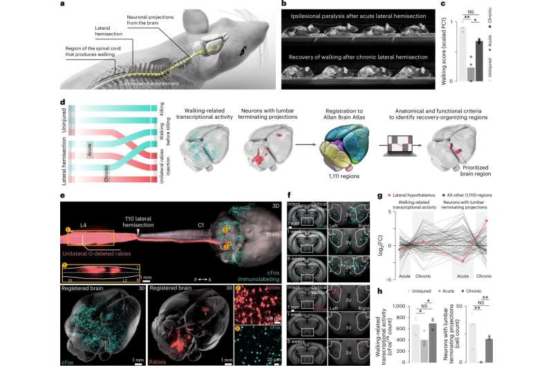 Stimulating hypothalamus restores walking in paralyzed patients